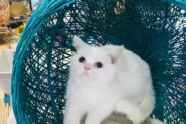 MİNNAK PETSHOP BURSA - Resim 8