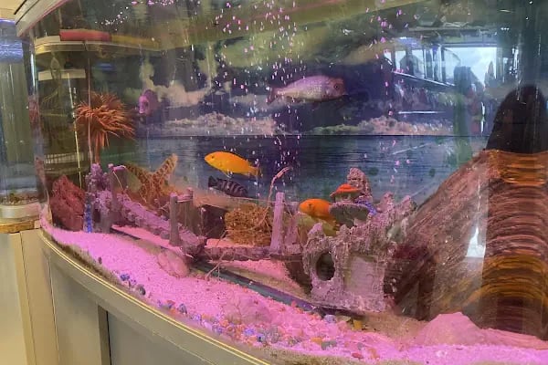 MİNNAK PETSHOP BURSA - Resim 10