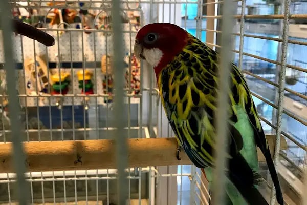 MİNNAK PETSHOP BURSA - Resim 4