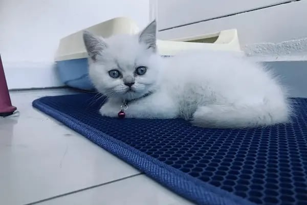 MİNNAK PETSHOP BURSA - Resim 17