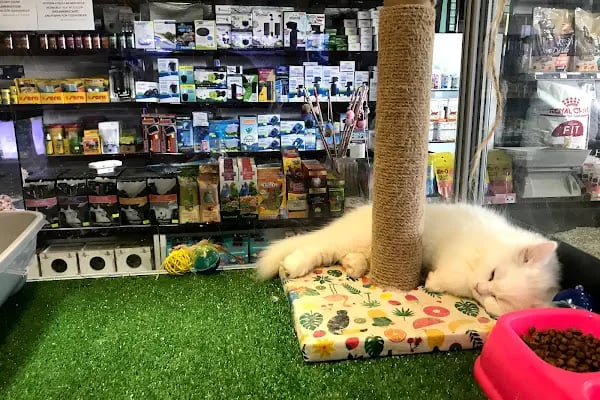 MİNNAK PETSHOP BURSA - Resim 9