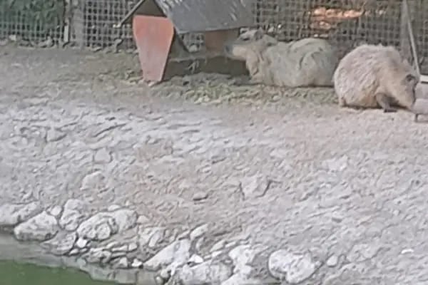 Yırtıcı Kuşlar Barınağı - Resim 16