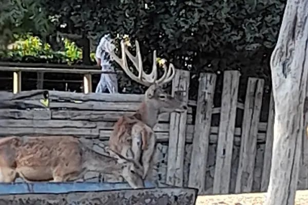 Yırtıcı Kuşlar Barınağı - Resim 12