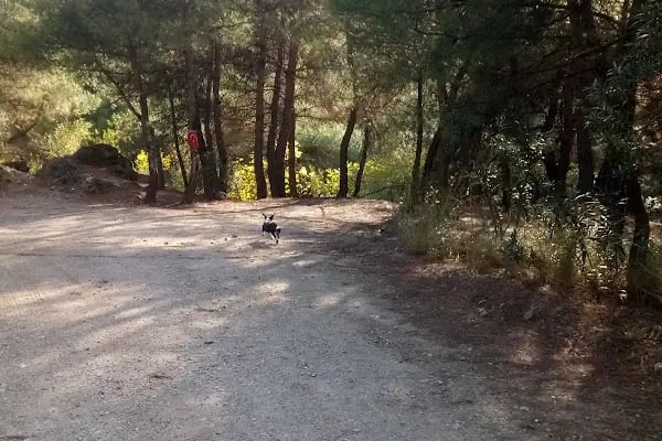 Dogal Tatil yeri - Resim 13