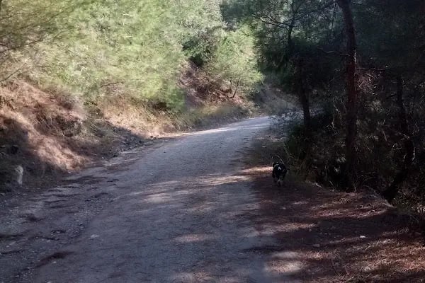 Dogal Tatil yeri - Resim 8