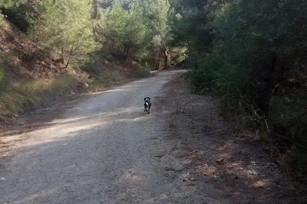 Dogal Tatil yeri - Resim 12