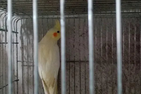 Yücel Petshop - Resim 2