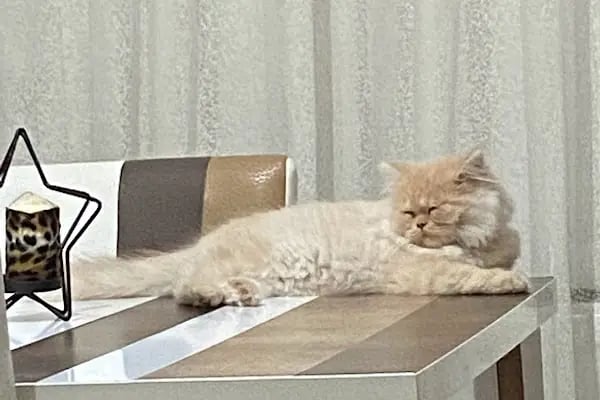 Menderes Petshop - Resim 9