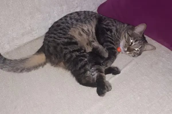 Mira Veteriner Kliniği - Resim 8