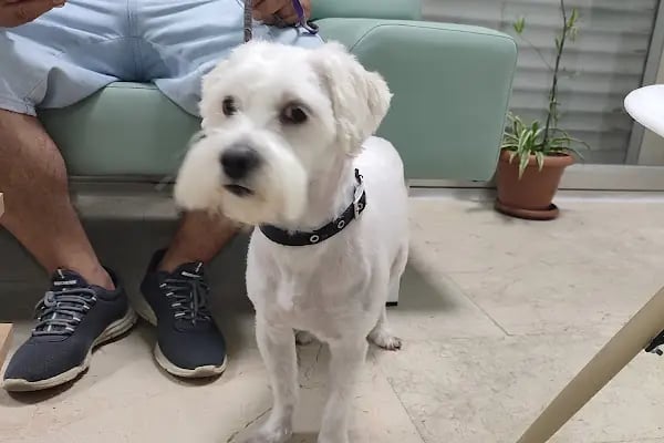 PETİZ VETERİNER KLİNİĞİ - Resim 17
