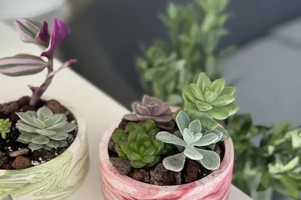 Dva Flowers - Resim 8