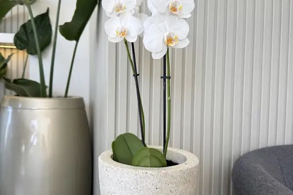 Dva Flowers - Resim 19