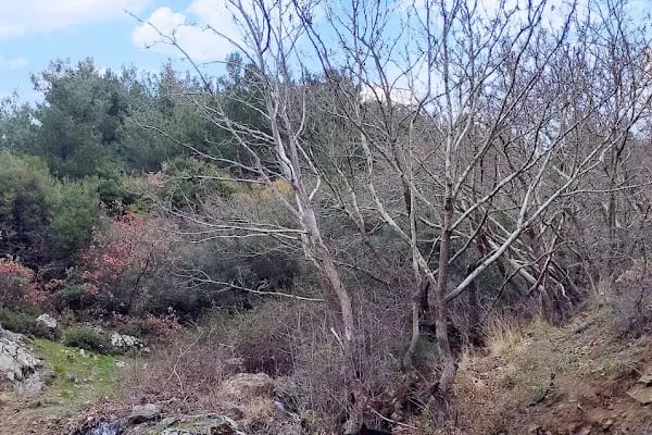 Spil Saruhanbey At Çiftliği - Resim 13
