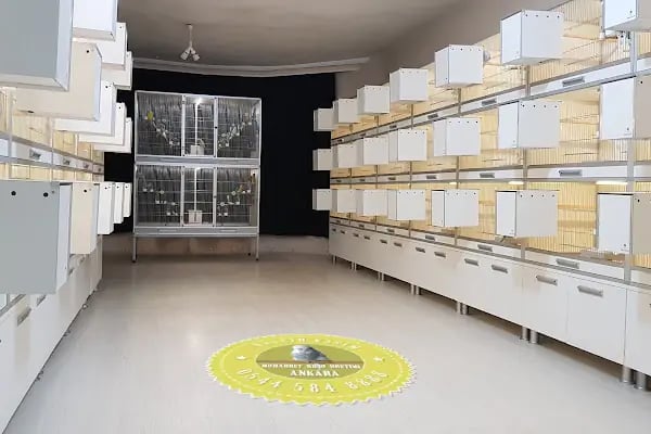 Ankara Kuşcusu - Resim 16