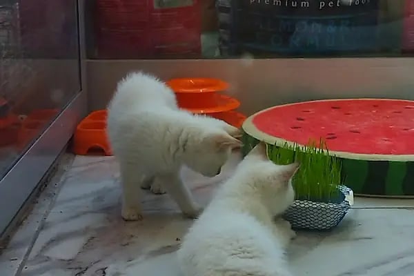 HerkesePet - Toptan ve Perakende Evcil Hayvan Malzemeleri - Petshop - N&amp;D, Hill's, Royal Canin, Pro Plan, Reflex, Spectrum - Resim 6