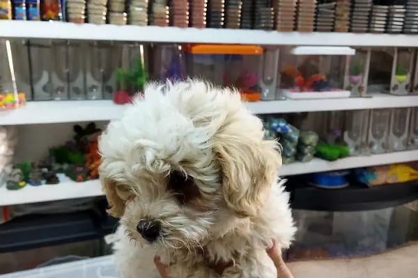 HerkesePet - Toptan ve Perakende Evcil Hayvan Malzemeleri - Petshop - N&amp;D, Hill's, Royal Canin, Pro Plan, Reflex, Spectrum - Resim 4