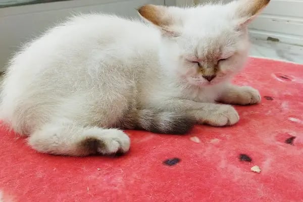HerkesePet - Toptan ve Perakende Evcil Hayvan Malzemeleri - Petshop - N&amp;D, Hill's, Royal Canin, Pro Plan, Reflex, Spectrum - Resim 9