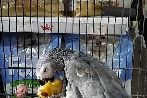 HerkesePet - Toptan ve Perakende Evcil Hayvan Malzemeleri - Petshop - N&amp;D, Hill's, Royal Canin, Pro Plan, Reflex, Spectrum - Resim 5