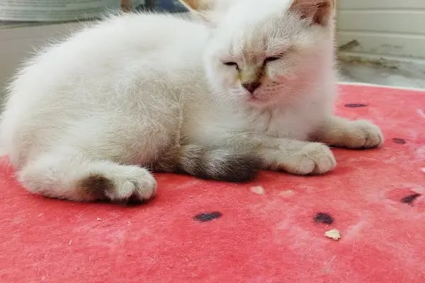 HerkesePet - Toptan ve Perakende Evcil Hayvan Malzemeleri - Petshop - N&amp;D, Hill's, Royal Canin, Pro Plan, Reflex, Spectrum - Resim 8
