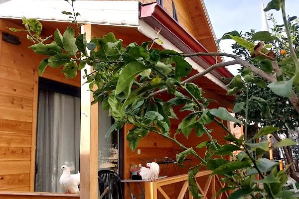 Denizim Apart Bungalov - Resim 5
