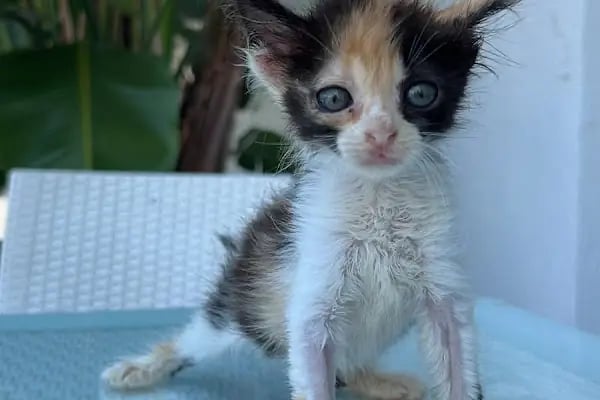 Bodrum Holistik Veteriner Kliniği - Resim 8
