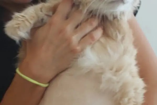 Bodrum Holistik Veteriner Kliniği - Resim 17