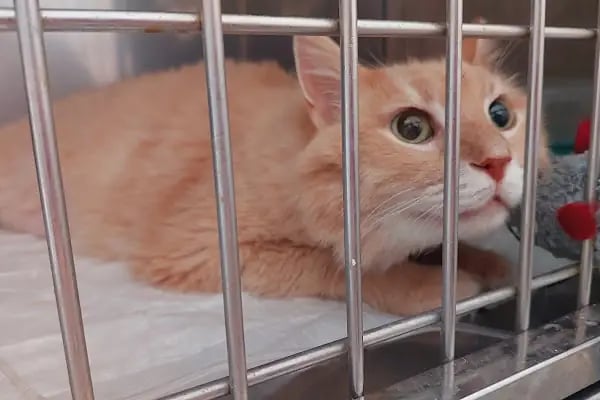 Bodrum Holistik Veteriner Kliniği - Resim 9