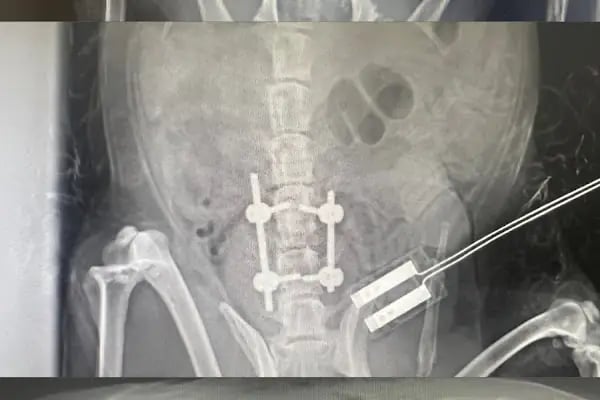 Bodrum Holistik Veteriner Kliniği - Resim 13