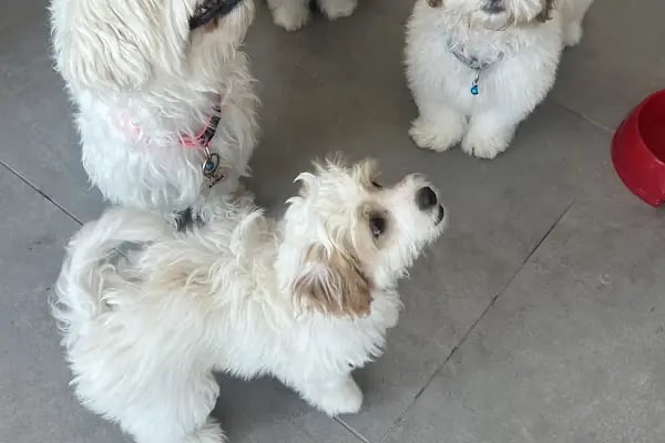 Bodrum Holistik Veteriner Kliniği - Resim 6