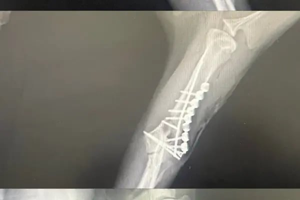 Bodrum Holistik Veteriner Kliniği - Resim 20