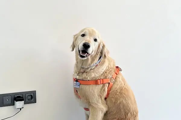 Bodrum Holistik Veteriner Kliniği - Resim 5