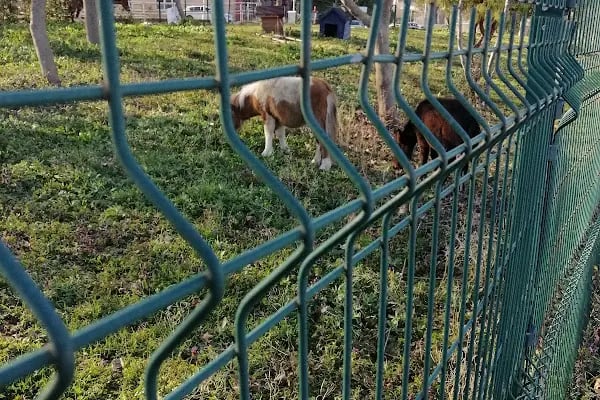 İstanbul Ünv. Hayvan Hastanesi - Resim 3