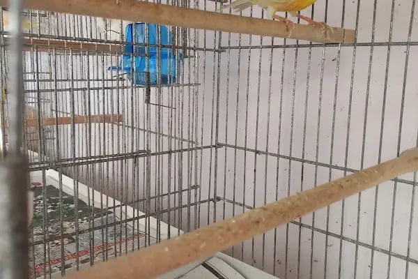 Yıldız Petshop Şirinköy mah Ali Fuat paşa CAD No/83/B Gölcük/Kocaeli - Resim 6