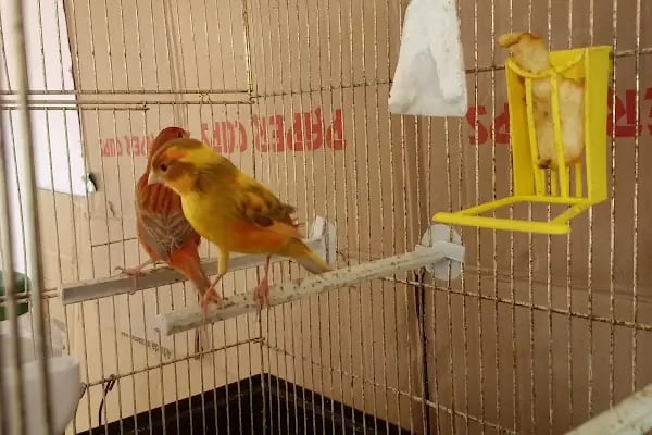 Yıldız Petshop Şirinköy mah Ali Fuat paşa CAD No/83/B Gölcük/Kocaeli - Resim 3