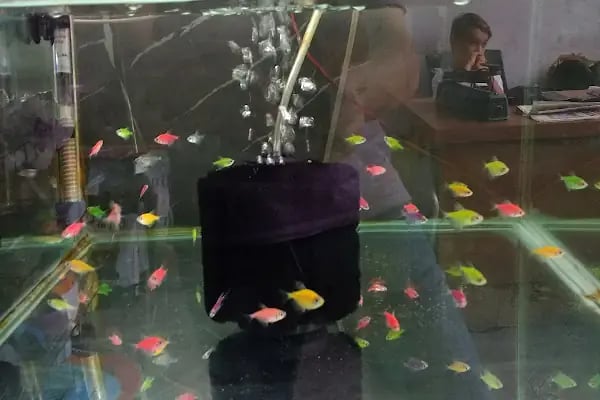 Yıldız Petshop Şirinköy mah Ali Fuat paşa CAD No/83/B Gölcük/Kocaeli - Resim 5