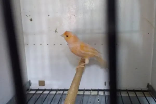 Yıldız Petshop Şirinköy mah Ali Fuat paşa CAD No/83/B Gölcük/Kocaeli - Resim 19