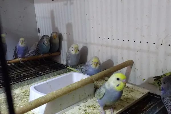 Yıldız Petshop Şirinköy mah Ali Fuat paşa CAD No/83/B Gölcük/Kocaeli - Resim 2