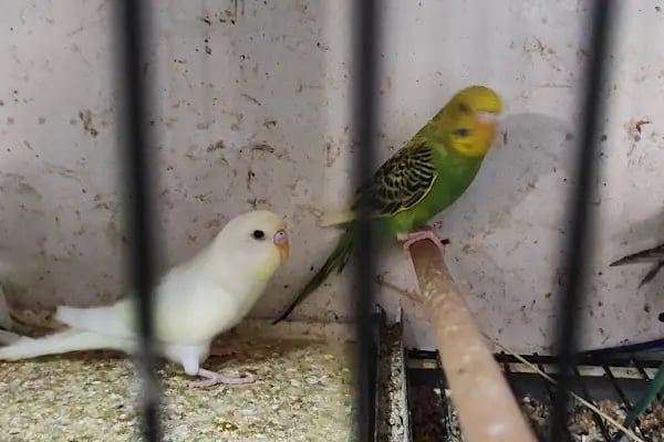 Yıldız Petshop Şirinköy mah Ali Fuat paşa CAD No/83/B Gölcük/Kocaeli - Resim 13