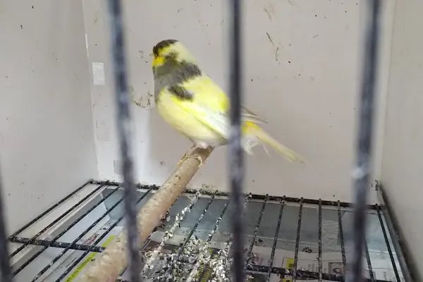 Yıldız Petshop Şirinköy mah Ali Fuat paşa CAD No/83/B Gölcük/Kocaeli - Resim 16