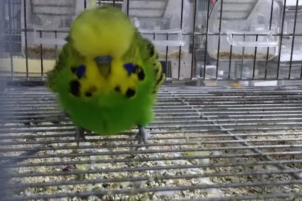 Yıldız Petshop Şirinköy mah Ali Fuat paşa CAD No/83/B Gölcük/Kocaeli - Resim 18
