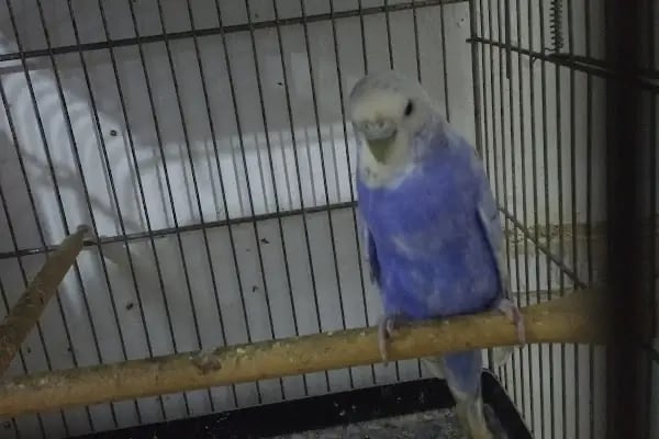 Yıldız Petshop Şirinköy mah Ali Fuat paşa CAD No/83/B Gölcük/Kocaeli - Resim 9