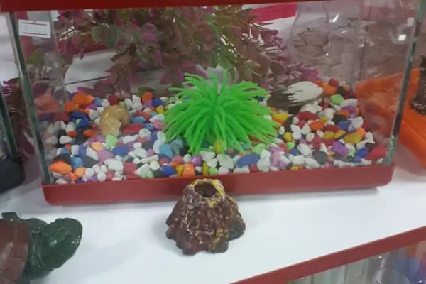 Yıldız Petshop Şirinköy mah Ali Fuat paşa CAD No/83/B Gölcük/Kocaeli - Resim 20