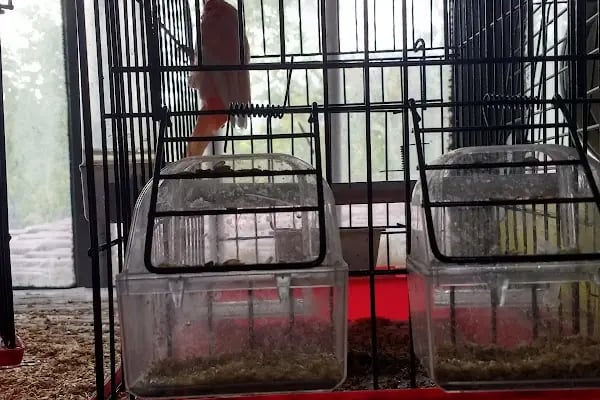 Yıldız Petshop Şirinköy mah Ali Fuat paşa CAD No/83/B Gölcük/Kocaeli - Resim 11