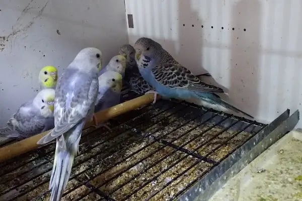 Yıldız Petshop Şirinköy mah Ali Fuat paşa CAD No/83/B Gölcük/Kocaeli - Resim 7