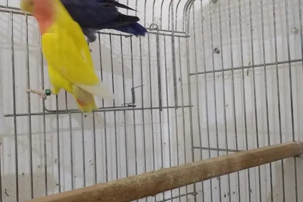 Yıldız Petshop Şirinköy mah Ali Fuat paşa CAD No/83/B Gölcük/Kocaeli - Resim 8