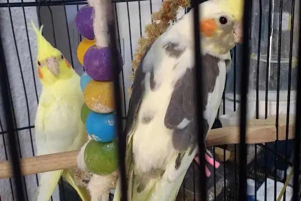 Yıldız Petshop Şirinköy mah Ali Fuat paşa CAD No/83/B Gölcük/Kocaeli - Resim 4