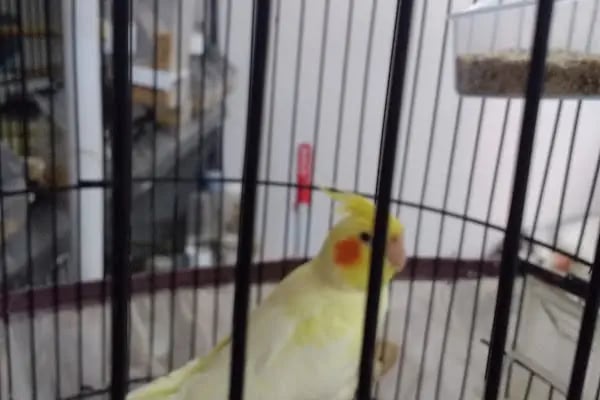 Yıldız Petshop Şirinköy mah Ali Fuat paşa CAD No/83/B Gölcük/Kocaeli - Resim 12