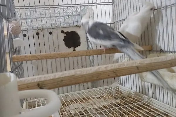Yıldız Petshop Şirinköy mah Ali Fuat paşa CAD No/83/B Gölcük/Kocaeli - Resim 10