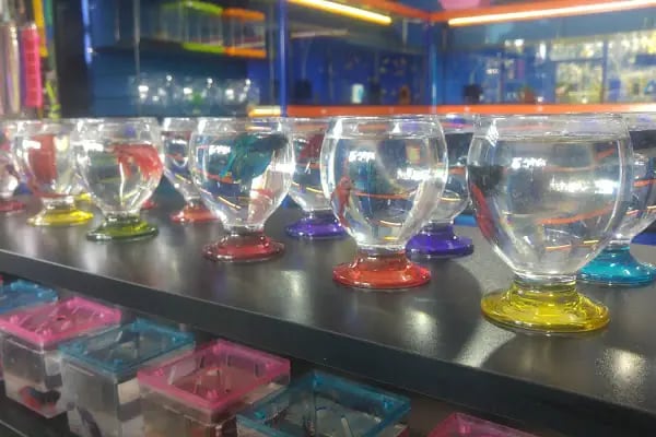 Sakvaryum petshop - Resim 6