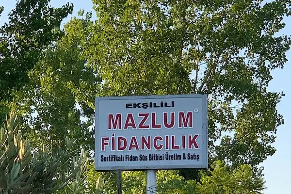 Mazlum fidancilik - Resim 1